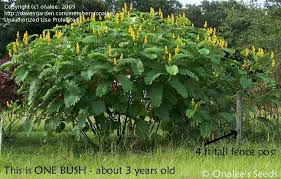Butterflies such as the cloudless sulfur use it as a food source prior to pupation. Pin On Shrubs