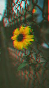 Shine Sunflower Wallpaper Glitch Glitch Wallpaper Sunflower Iphone Wallpaper Sunflower Wallpaper
