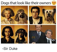 I've seen dogs & cats, the moist commonly owned pets, listening for the sound of their owners cars, footsteps, voices, & go from passively lying about, to i don't know if people really look like their pets. Dogs That Look Like Their Owners Sir Duke Dogs Meme On Me Me