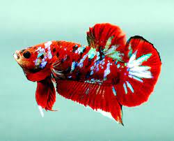 You are viewing a video of a galaxy koi halfmoon plakat betta. Betta Splendens Galaxy Koi Plakad Aqzeno Boutique En Ligne Aquariophile