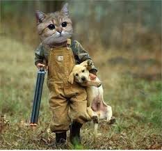 Funny Cat As A Hunter Carrying His Cute Dog Funny Animal Memes Funny Cat Videos Funny Animal Pictures