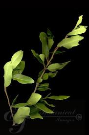 Image result for Scolopia mundii