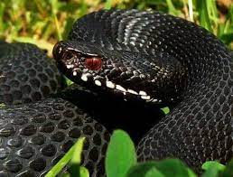 Pin By Nikolaj Aleksandrovich On Foto 3 Snake Adder Snake Pet Birds