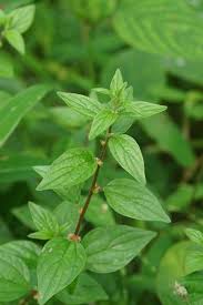 Image result for Pouzolzia guineensis