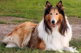 Collie Kopek Irki Kopekler Vetrehberi