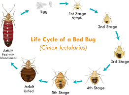 Clean rooms & comfortable beds. Bed Bug Exterminators Bed Bug Pest Control Los Angeles Orange County San Diego Inland Empire