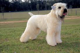 Soft Coated Wheaten Terrier Dog Breed Information Wheaten Terrier Irish Dog Breeds Soft Coated Wheaten Terrier