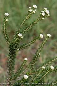 Image result for Phylica ericoides