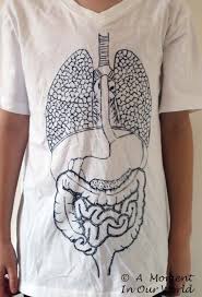 Pin On Human Body T Shirt Science