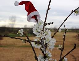Blüht er weihnachten, dann soll das glück fürs nächste jahr verheißen. Kirschzweige Am Barbaratag 4 Dezember Aufstellen Everyday Life De
