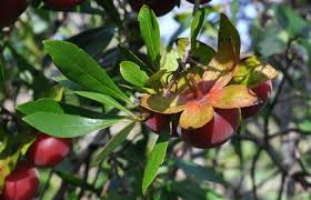Image result for Diospyros lycioides