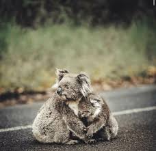 Australia In 2020 Cute Baby Animals Animals Cute Animals