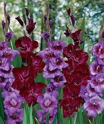 Michigan Bulb Company The Dark Night Gladiolus Bulb Set Of 70 Best Price And Reviews Zulily In 2021 Gladiolus Bulbs Gladiolus Garden Bulbs