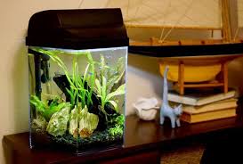 Check spelling or type a new query. Stocking A 3 To 5 Gallon Aquarium Wistful Blue Aquarium 5 Gallon Aquarium Small Fish Tanks