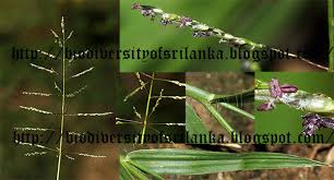Image result for Sporobolus coromandelianus
