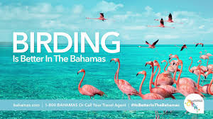 Birds Of The Bahamas Photos Inagua Woodstar Of The Bahamas Youtube Bahamas Island Bahamas Traveling By Yourself