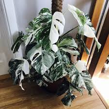 This Is One Of My Monstera Deliciosa Variegata She Is Starting To Recover From Her Days In The Plantshop And Becoming Quite Beautiful Plantas Monstera Hojas