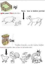 2 Sinif Yasadigimiz Yer Canlilarin Yasam Alanlari Ders Ve Calisma Kitabi Cevaplari