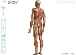 This Just Plain Amazing 3d Modeling Of The Entire Body Body Human Body Experiments