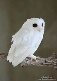 120 Fluffy Birds Ideas Birds Beautiful Birds Pet Birds