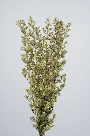 Image result for Rhamnus staddo