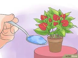 Check spelling or type a new query. How To Grow Anthurium Plants 15 Steps With Pictures Wikihow