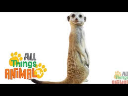 Meerkat Animals For Kids All Things Animal Tv Youtube Animals For Kids Animal Tv Meerkat