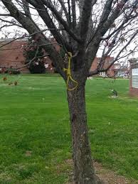A rope with a noose hanging from a tre on a hill. Police Investigating After Noose Found Hanging In Tree Outside E C Glass High School Wset