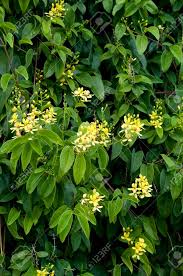 Image result for Citharexylum