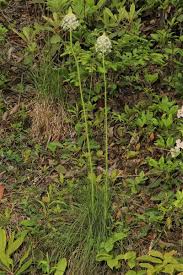 Image result for Xerophyta eylesii