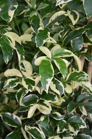 However, if you can provide the right growing conditions, your gerbera daisy may survive for two or three years. Charisma Bower Vine Pandorea Jasminoides Charisma In Vancouver Victoria Burnaby Penticton Coquitlam British Columbia Bc At Gardenworks