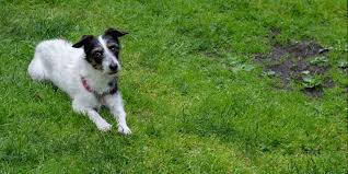 Flooding in northern england in the last few years has become a regular. Tips For Repairing A Patchy Lawn