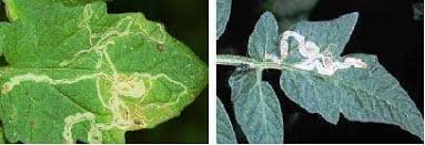 The important trap crops commonly used in pest management included, bhendi/okra in cotton to trap bollworms at the ratio of 1:10 and marigold at the boarder of the field. Ipm For Vegetable Crops Vikaspedia