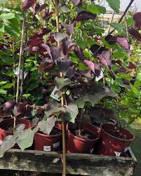 Image result for Caperonia serrata