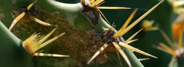 Prendre soin de cactus brûlé par le soleil signifie évidemment que vous avez besoin de le sortir du soleil chaud. Parasites Et Maladies Des Plantes Grasses Et Cactus Traitements Bio
