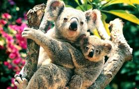 On this page you can access one of the largest collections of facts about animals on the internet. Koala Facts For Kids Brisbane Kids