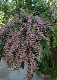 Image result for Congea