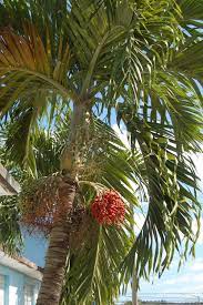 Which palm tree is good to grow on a patio? Adonidia Merrillii Wikipedia