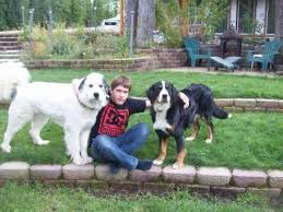 Check spelling or type a new query. Great Bernese Mountain Dog Puppies For Sale In Libby Montana Classified Americanlisted Com