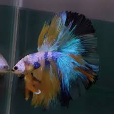Download Harga Ikan Cupang Yellow Koi Pics
