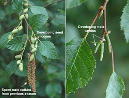 Image result for Alinula sp.