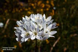 Image result for Triceratella