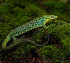 Image result for Loxodera bovonei