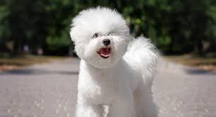 Bichon Frise Dog Breed Information Center A Guide To The