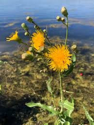 Image result for Sonchus wilmsii