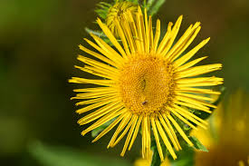 Image result for Inula mannii