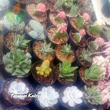 Maybe you would like to learn more about one of these? Jual Tanaman Kaktus Hias Dengan Berbagai Jenis Dan Bentuk Kaktus Koleksikaktus Kaktushias Cara Pembelian Kont Tanaman Kaktus Kaktus Tanaman
