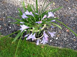 Image result for Agapanthus campanulatus