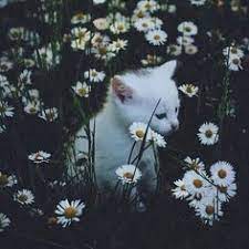 photo cute animals cats pretty cats