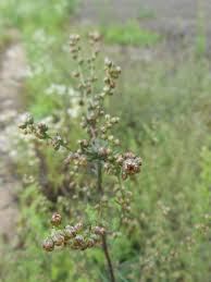 Image result for Calostephane divaricata